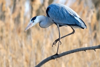 3371 Ardea cinerea (Airone cenerino)